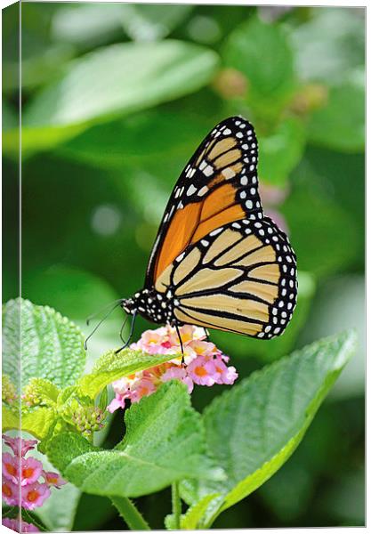Butterfly 6 Canvas Print by Nicole Rodriguez