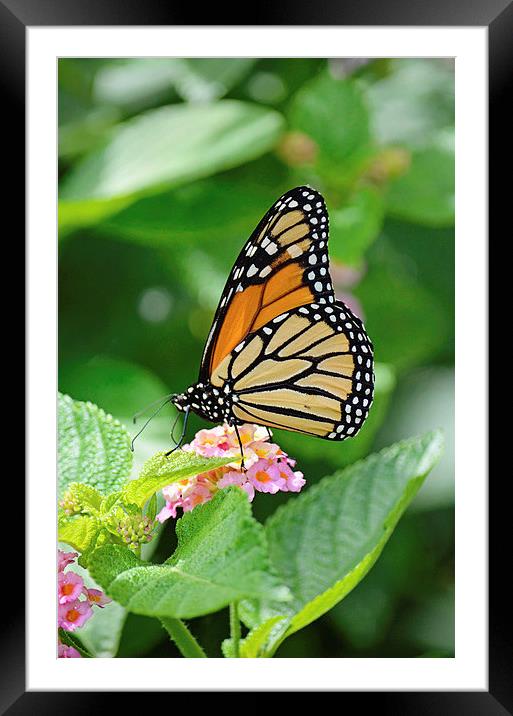Butterfly 6 Framed Mounted Print by Nicole Rodriguez