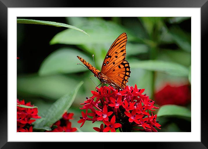 A Little Piece Of Nature Framed Mounted Print by Nicole Rodriguez
