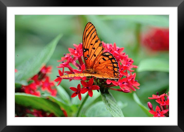 Passion Butterfly Framed Mounted Print by Nicole Rodriguez