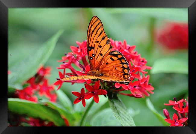 Passion Butterfly Framed Print by Nicole Rodriguez