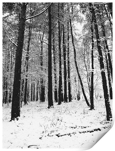 Woodland Snow Print by Thomas Seear