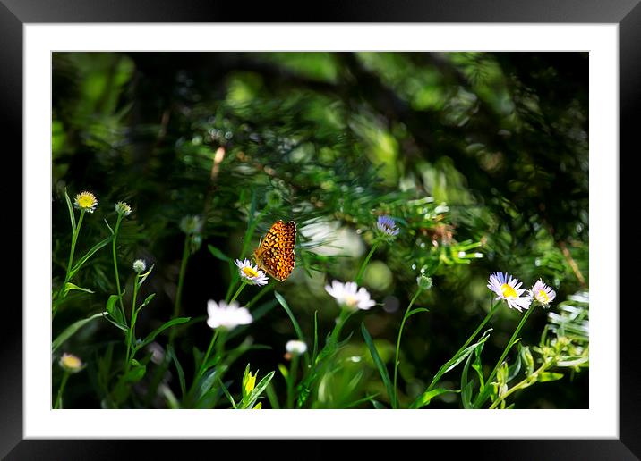 A Butterflys World Framed Mounted Print by Belinda Greb