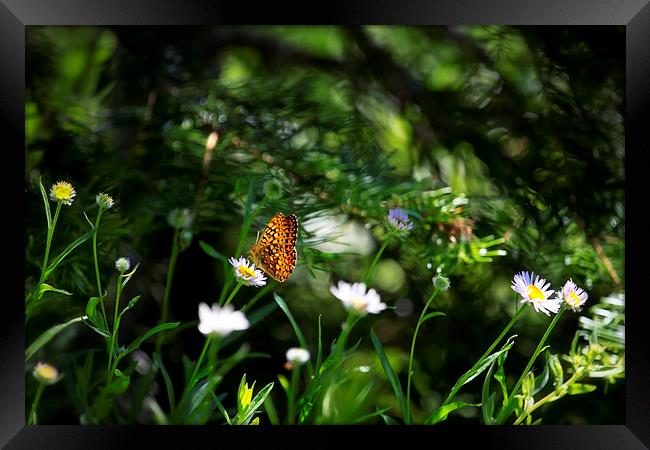 A Butterflys World Framed Print by Belinda Greb