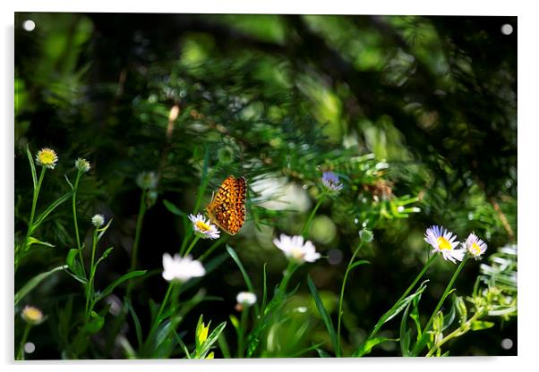 A Butterflys World Acrylic by Belinda Greb