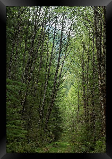 A Path through the Woods Framed Print by Belinda Greb