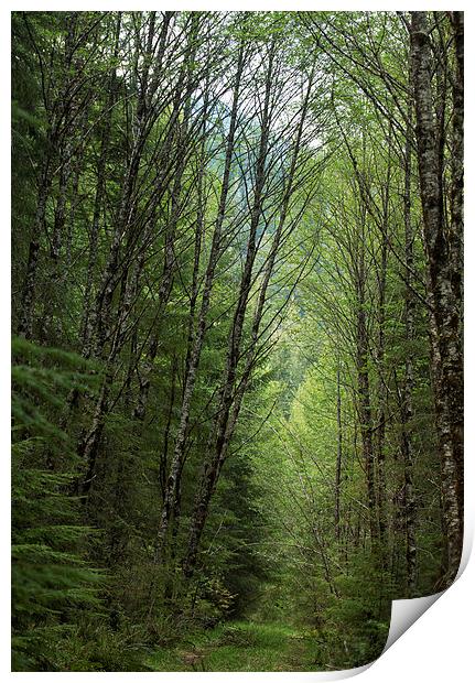 A Path through the Woods Print by Belinda Greb