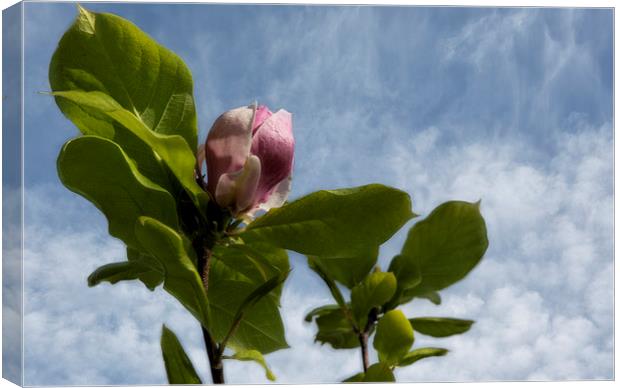 Against the Sky Canvas Print by Belinda Greb