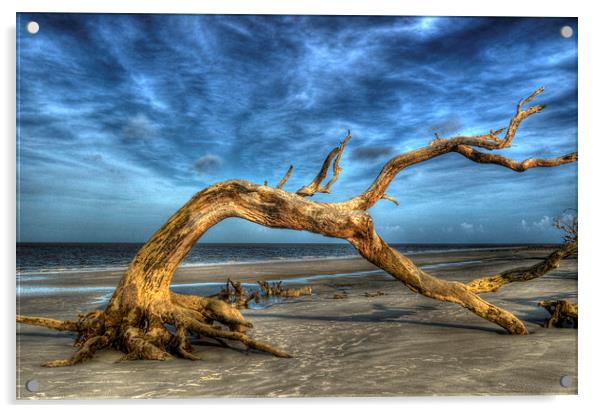 Wind Bent Driftwood Acrylic by Greg Mimbs