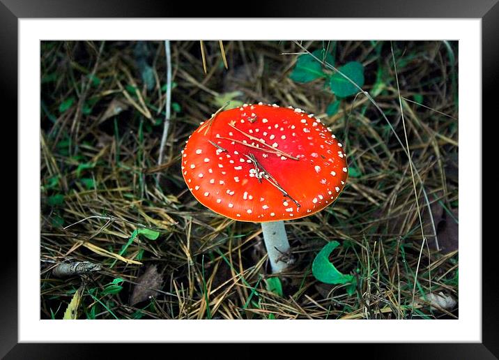 Fly Agaric Mushroom Framed Mounted Print by Kevin Jones