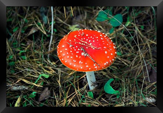 Fly Agaric Mushroom Framed Print by Kevin Jones