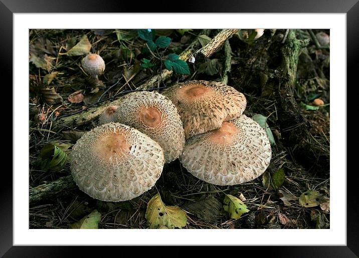 Woodland mushrooms Framed Mounted Print by Kevin Jones