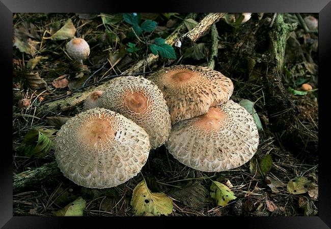 Woodland mushrooms Framed Print by Kevin Jones