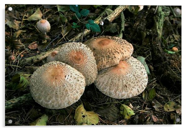 Woodland mushrooms Acrylic by Kevin Jones