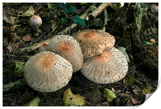 Woodland mushrooms Print by Kevin Jones