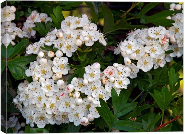 Hawthorn Canvas Print by Steven Watson