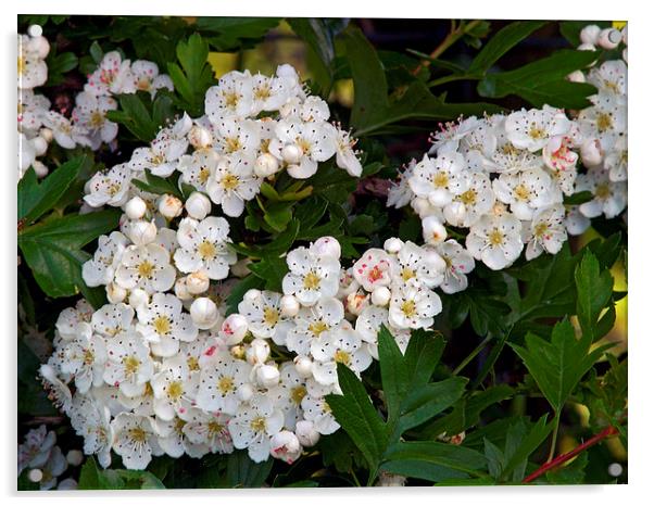 Hawthorn Acrylic by Steven Watson