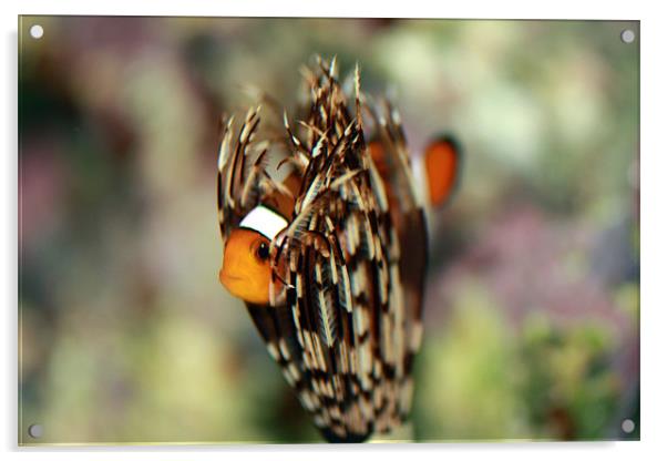 Nemo  Acrylic by Diane Holden