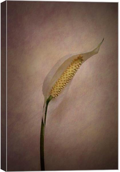 Peace for Lily Canvas Print by Brian  Raggatt