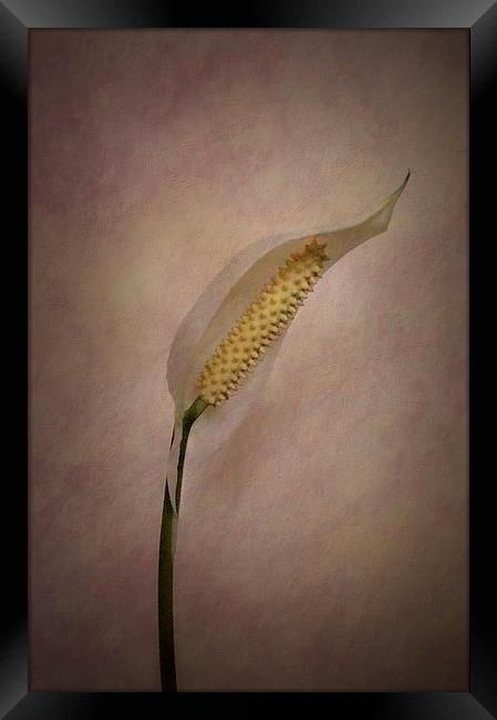Peace for Lily Framed Print by Brian  Raggatt