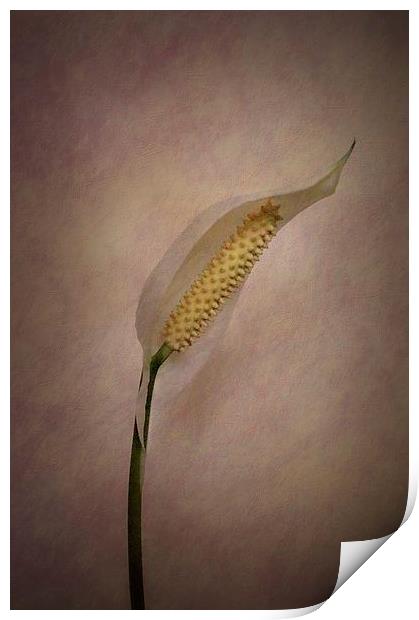 Peace for Lily Print by Brian  Raggatt