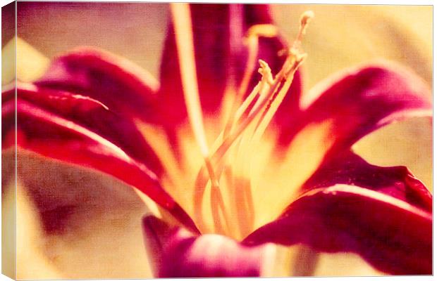 Red Lily Flower - Textured Effect Canvas Print by Natalie Kinnear