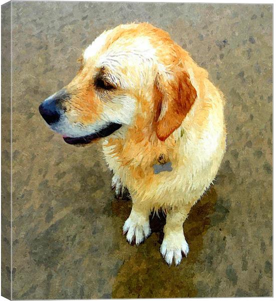 A wet Golden Retriever dog Canvas Print by Paula Palmer canvas