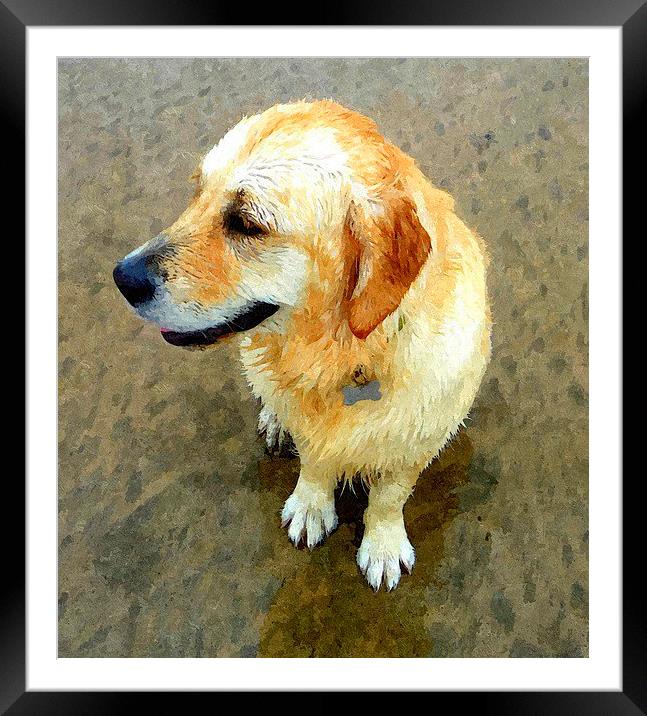 A wet Golden Retriever dog Framed Mounted Print by Paula Palmer canvas