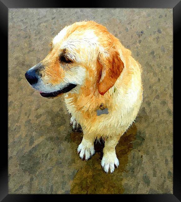 A wet Golden Retriever dog Framed Print by Paula Palmer canvas