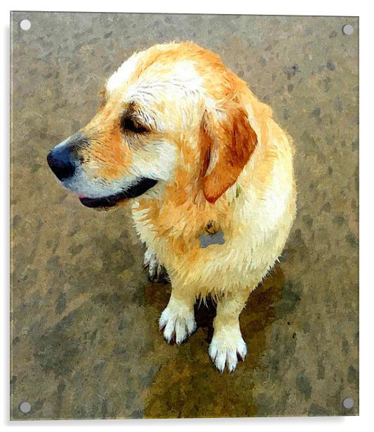 A wet Golden Retriever dog Acrylic by Paula Palmer canvas