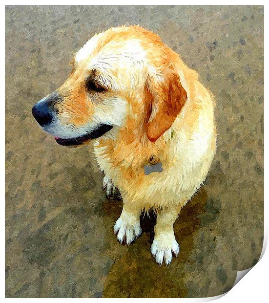A wet Golden Retriever dog Print by Paula Palmer canvas