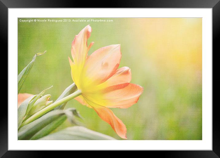 Soft Tulip Framed Mounted Print by Nicole Rodriguez
