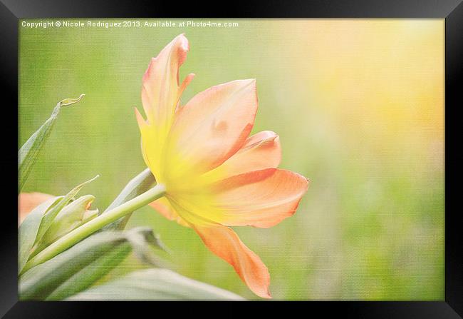 Soft Tulip Framed Print by Nicole Rodriguez