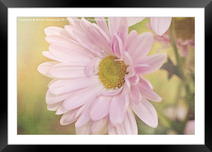 Soft Daisy Framed Mounted Print by Nicole Rodriguez