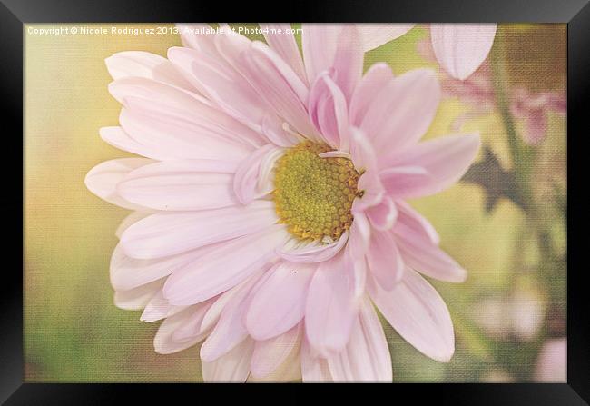 Soft Daisy Framed Print by Nicole Rodriguez