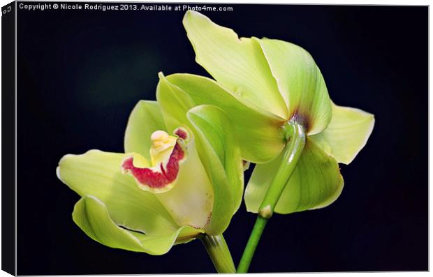 Beautiful Green Orchids Canvas Print by Nicole Rodriguez