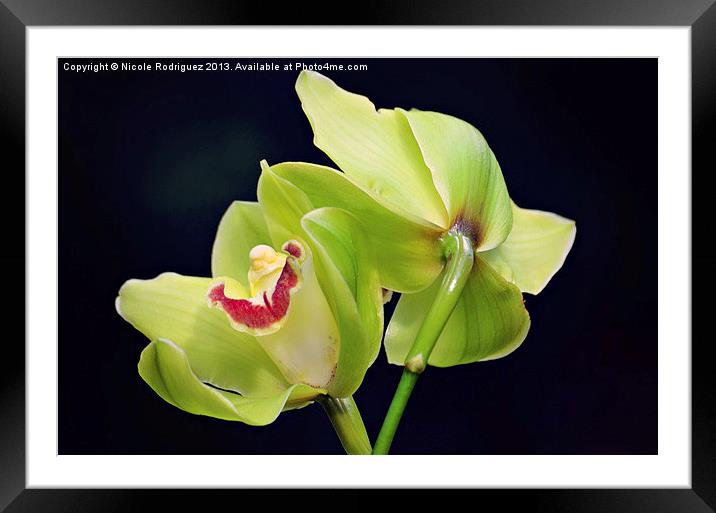 Beautiful Green Orchids Framed Mounted Print by Nicole Rodriguez
