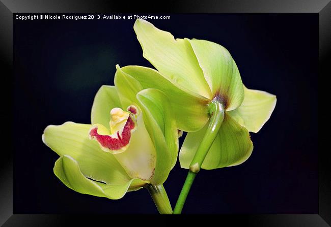 Beautiful Green Orchids Framed Print by Nicole Rodriguez