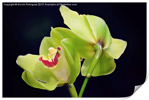 Beautiful Green Orchids Print by Nicole Rodriguez