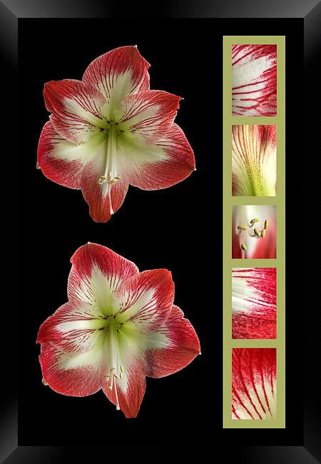 Amaryllis Framed Print by Malcolm McHugh