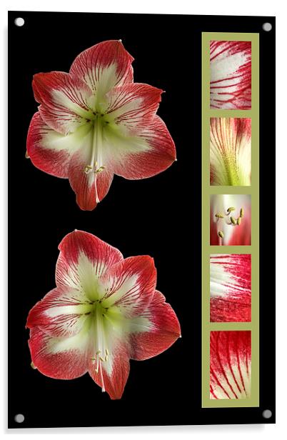 Amaryllis Acrylic by Malcolm McHugh