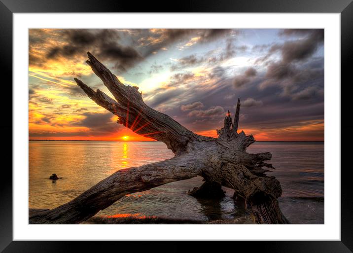 Driftwood Sunset Framed Mounted Print by Greg Mimbs