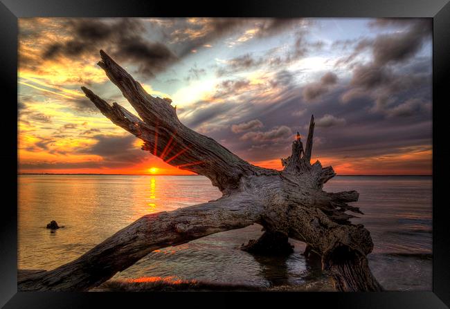 Driftwood Sunset Framed Print by Greg Mimbs