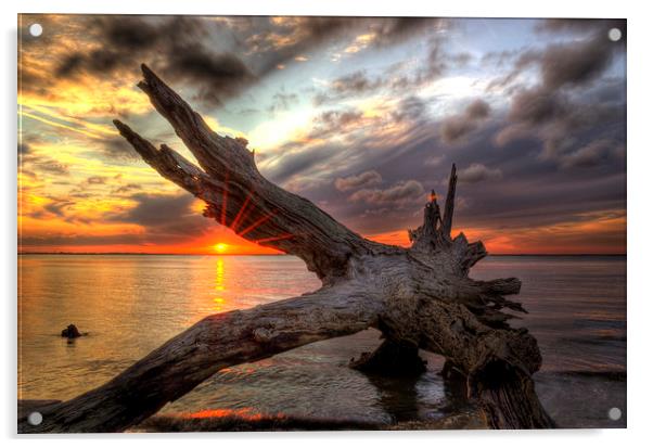 Driftwood Sunset Acrylic by Greg Mimbs