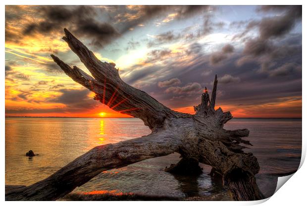 Driftwood Sunset Print by Greg Mimbs