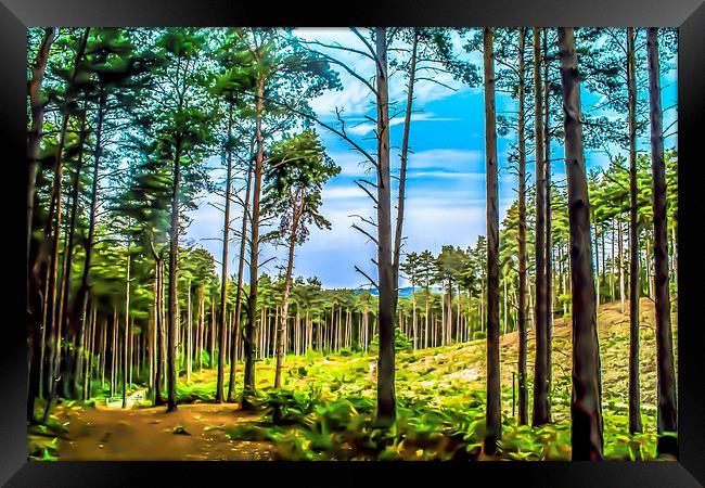 The Wood Through The Trees Framed Print by Tony Fishpool