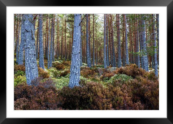 Glenmore Forest Park Framed Mounted Print by Gary Finnigan