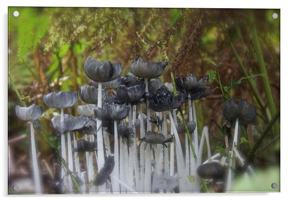 Woodland Funghi Acrylic by Michelle Orai