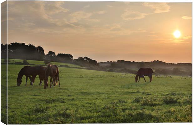 Morning Horses Canvas Print by Simon West