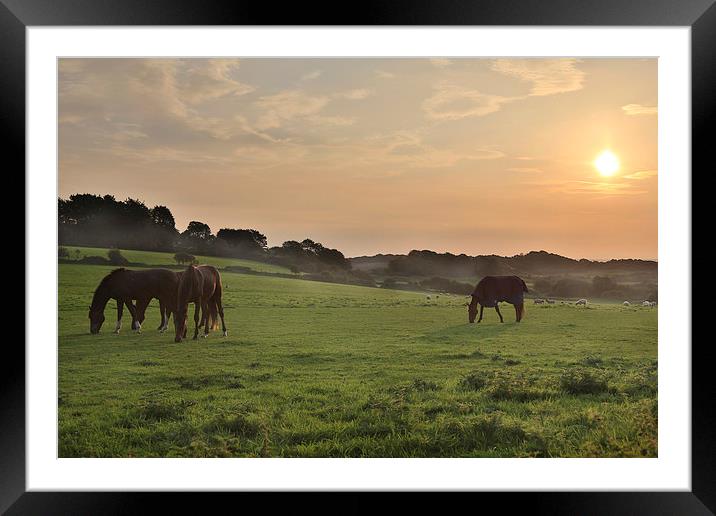 Morning Horses Framed Mounted Print by Simon West